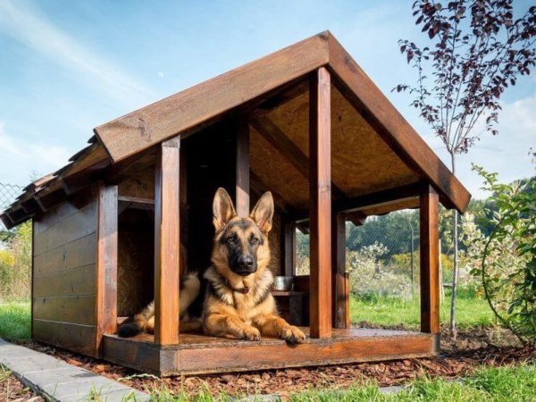 Будка для собаки своими руками: размеры, чертежи, материалы, как построить