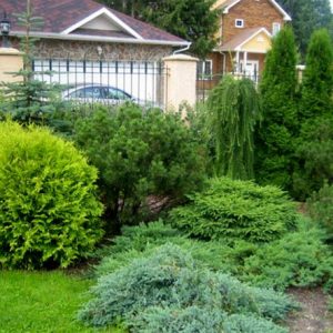 Как правильно расположить теплицу, деревья и кусты на садовом участке